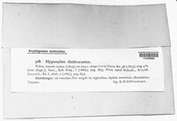 Hypoxylon diathrauston image